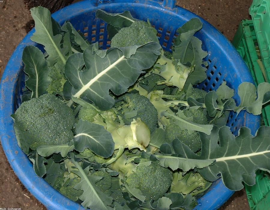 Green Broccoli
