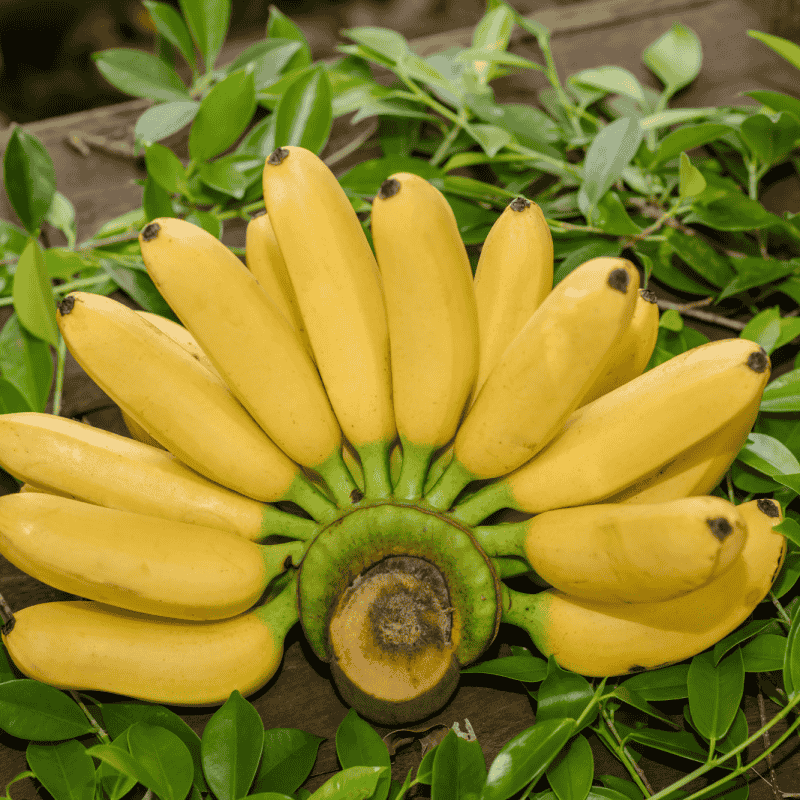 Fresh & Ripe Bananas – Naturally Sweet, Healthy & Delicious