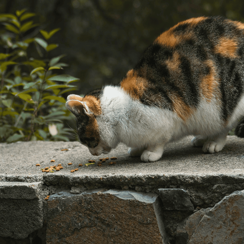 Grain-Free Duck & Turkey Cat Food (3kg)