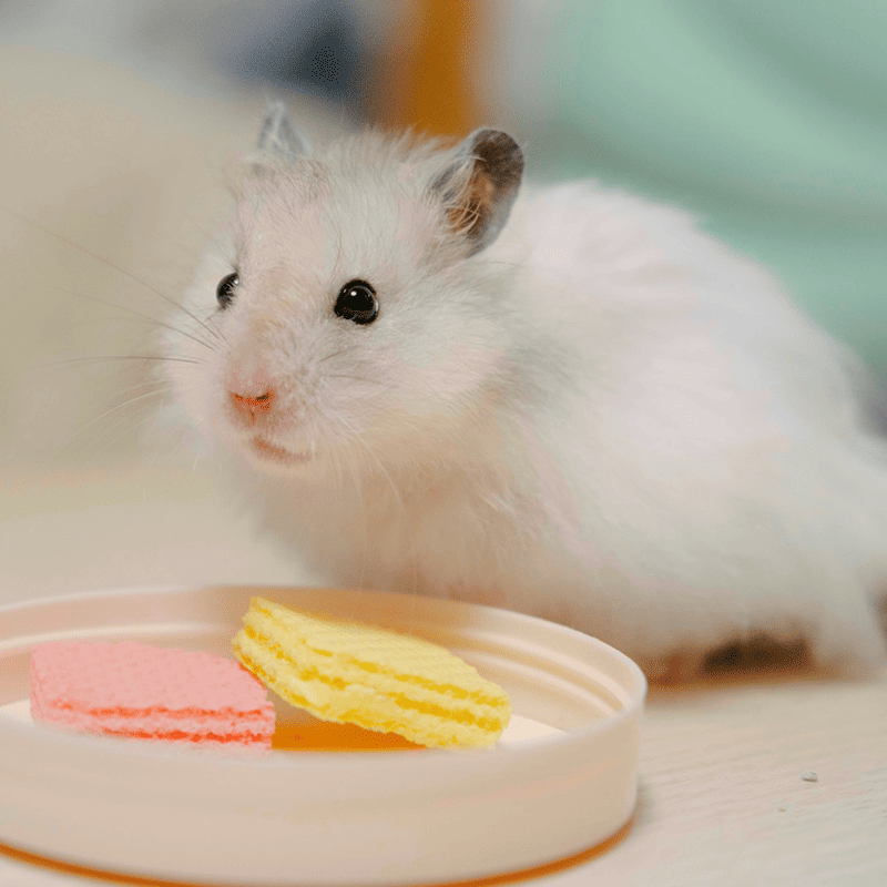 Complete Hamster Mix (500g)